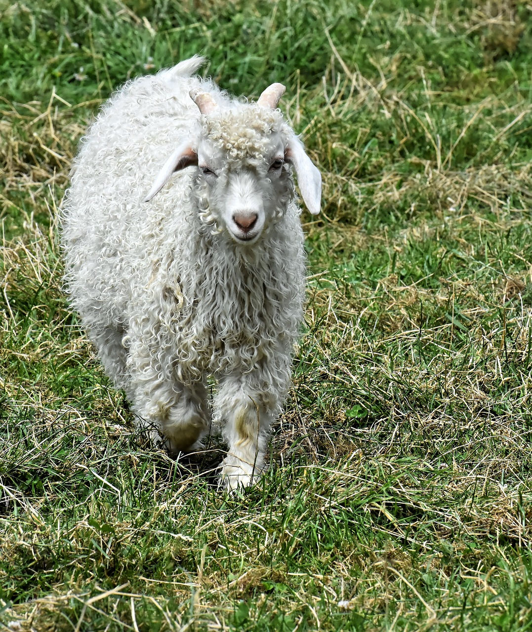 Kaschmirziege - Lamm Kaschmirwolle, Cashmere