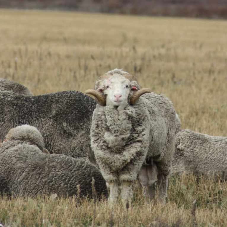 Merinoschafe - Merinowolle Merino Wool