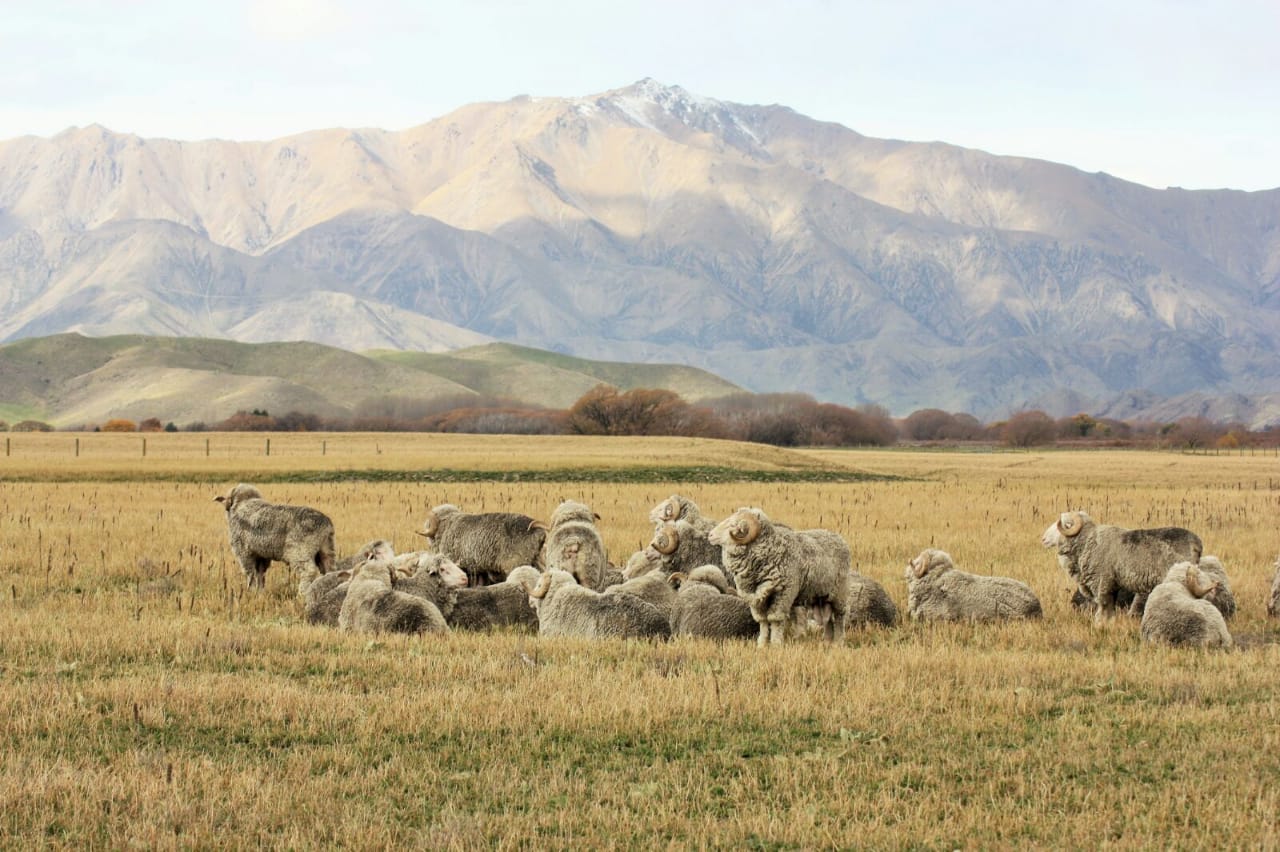 Merinoschafe - Merinowolle Merino Wool