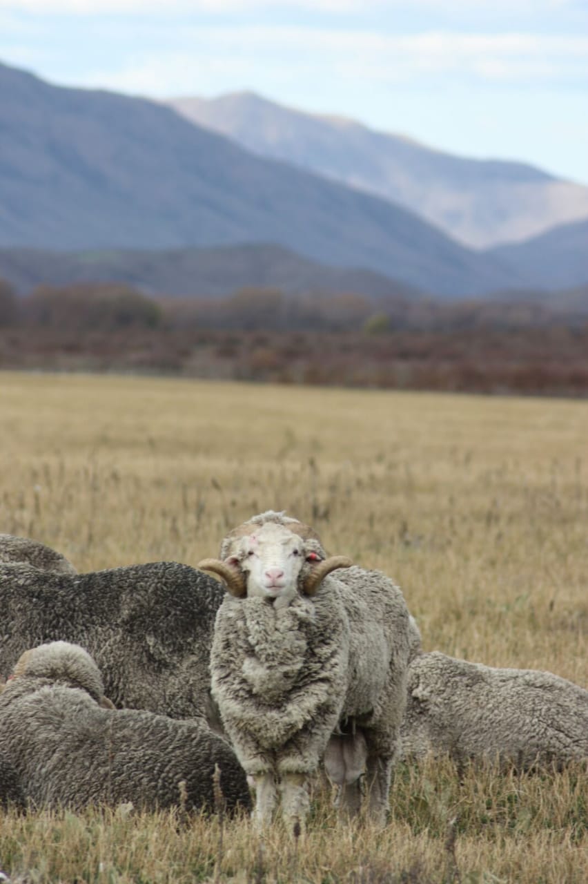 Merinoschafe - Merinowolle Merino Wool