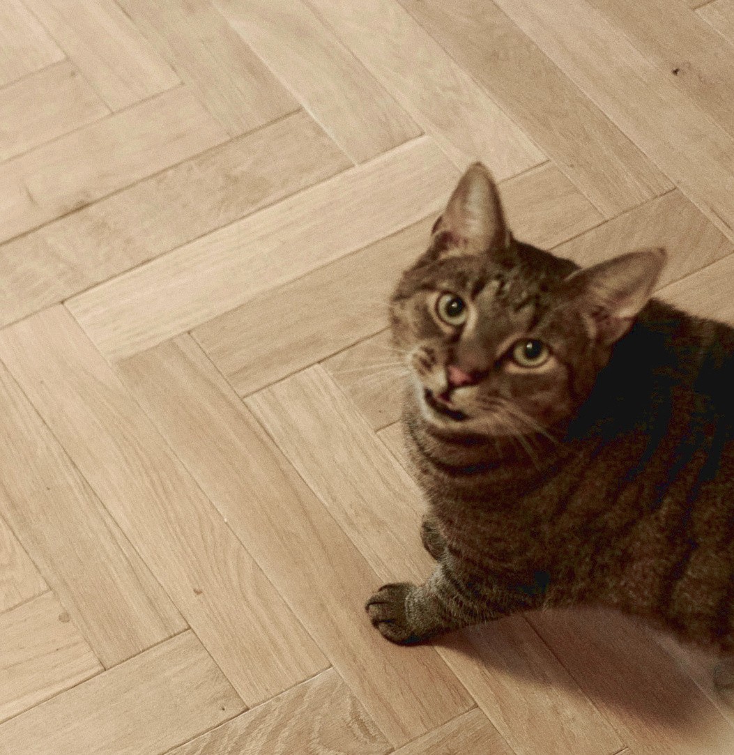 Fischgrät Eiche Creamy Horse ischgrätparkett antik hell Katze