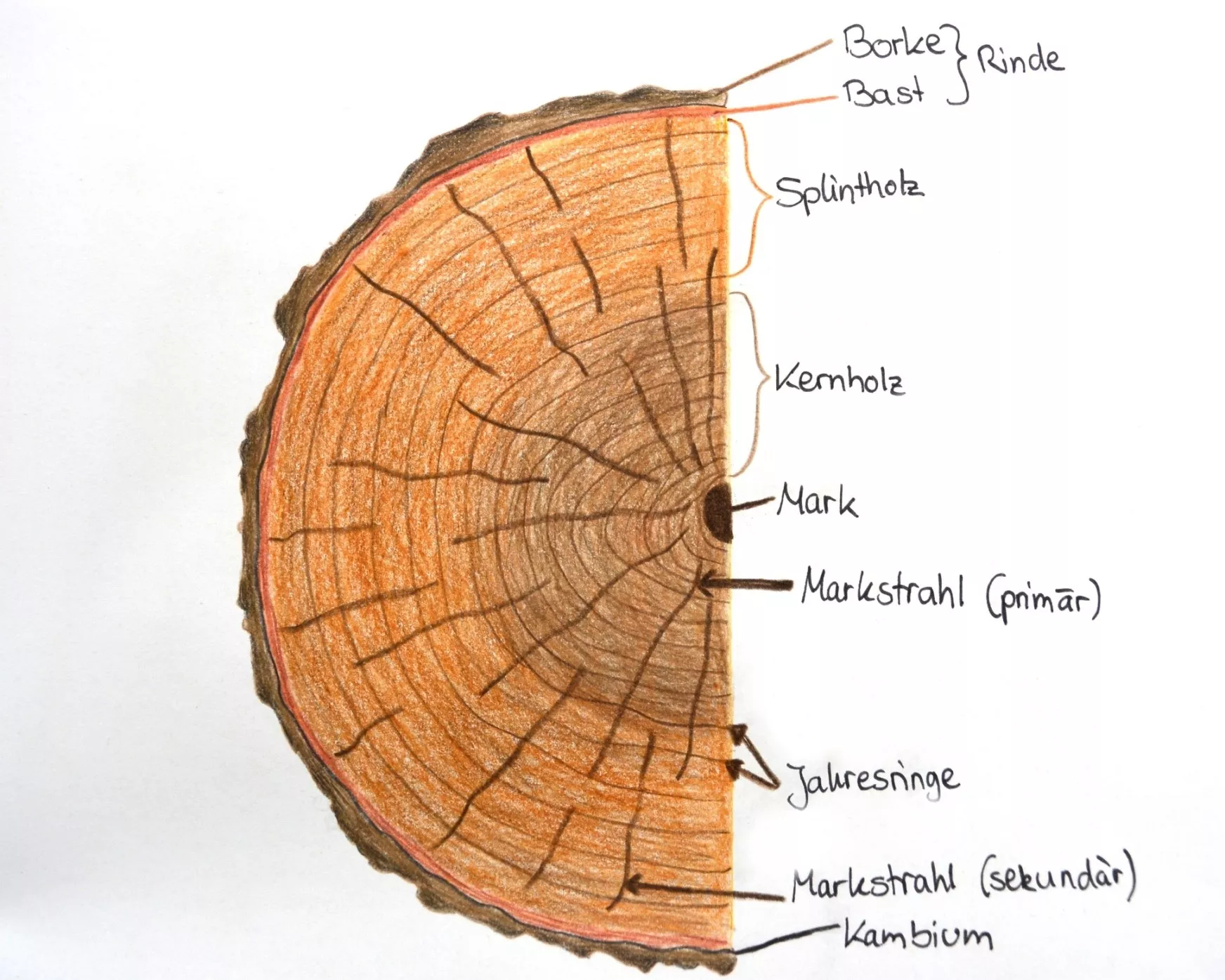 Markstrahl Jahresringe Kambium