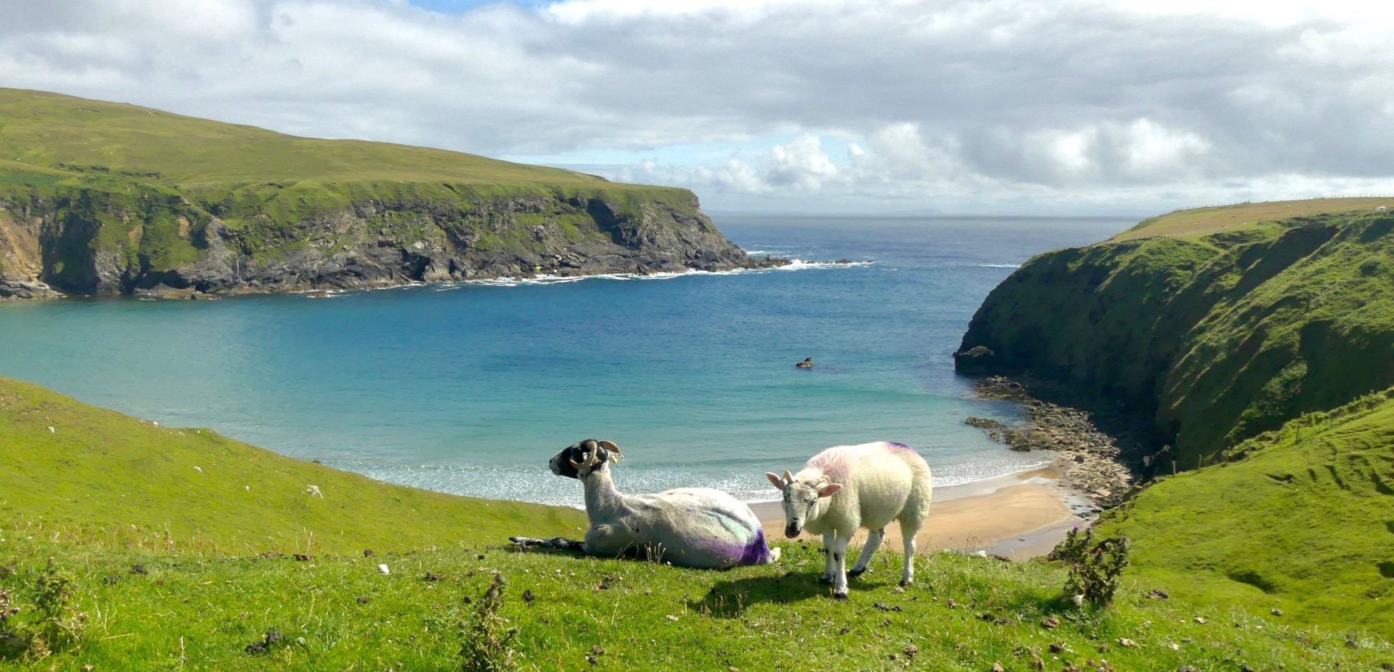 Schafe in Irland