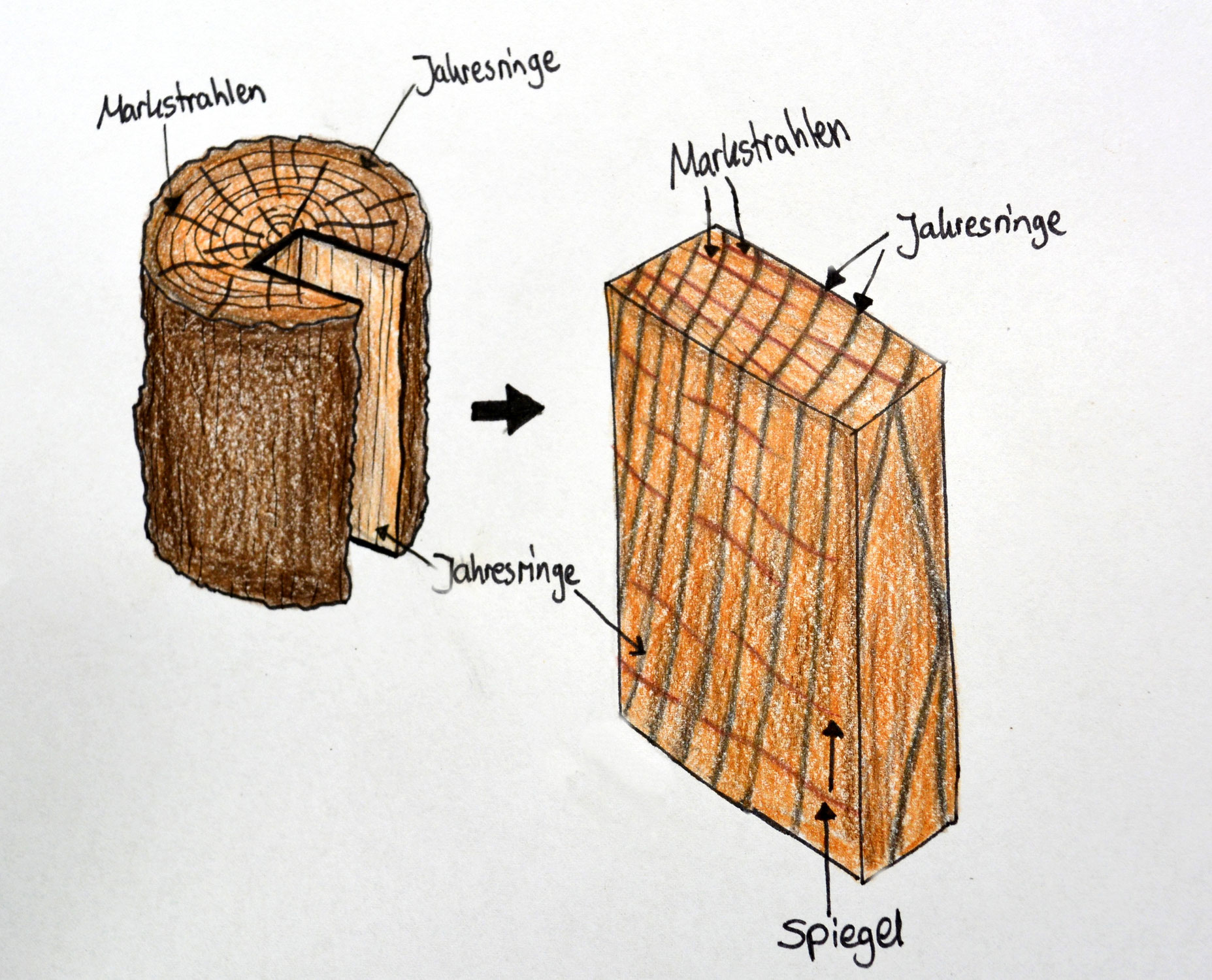 FAQ - Aufbau Baumstamm: Mark, Kernholz, Splint Markstrahl Jahresringe Spiegel