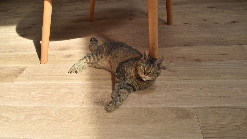 Mehrschichtdielen Eiche Sägerau Clear White Helle Eichendielen Parkett Katze