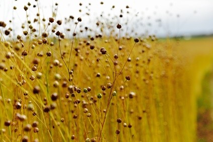 Flachspflanze - Leinen